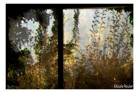 Songs from the WOOD